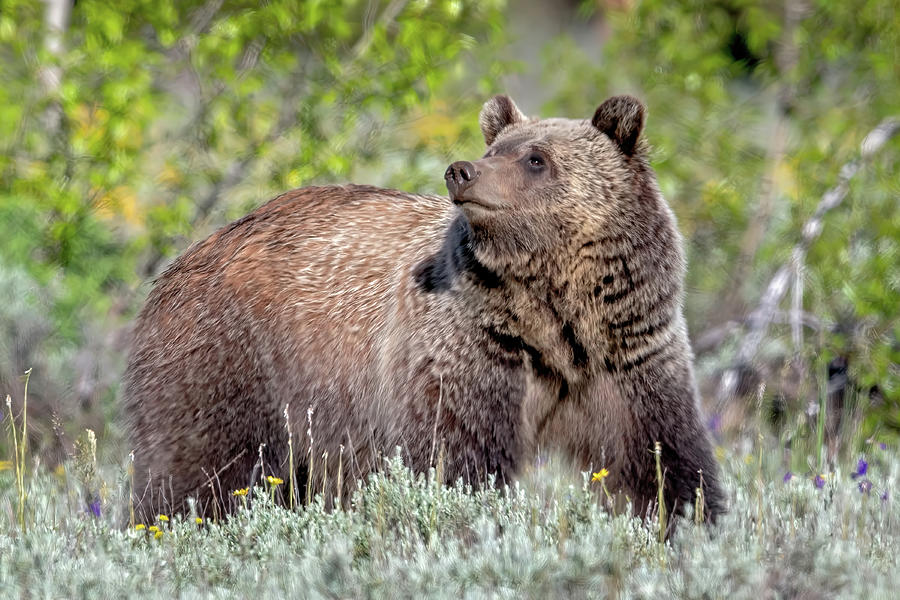 Grizzly Bear With Nose In Air Photograph