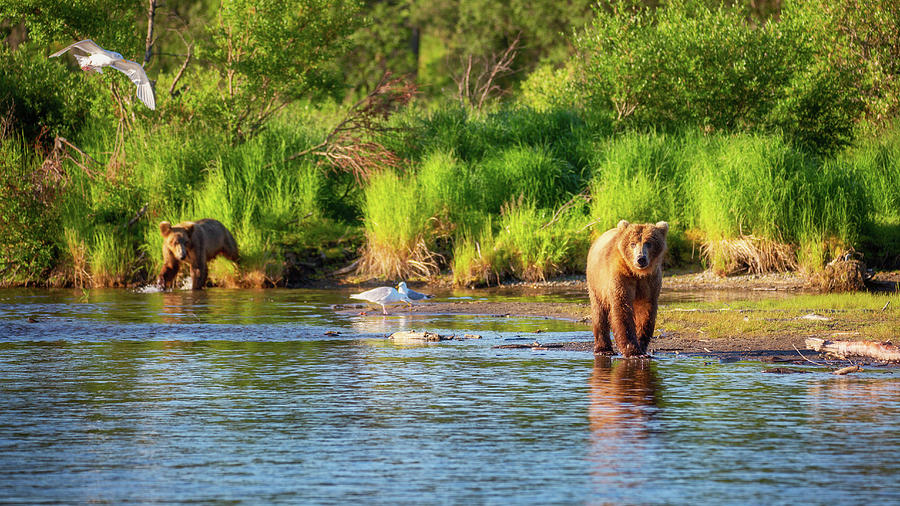 Grizzly Bears are walking along the river Photograph by Alex Mironyuk