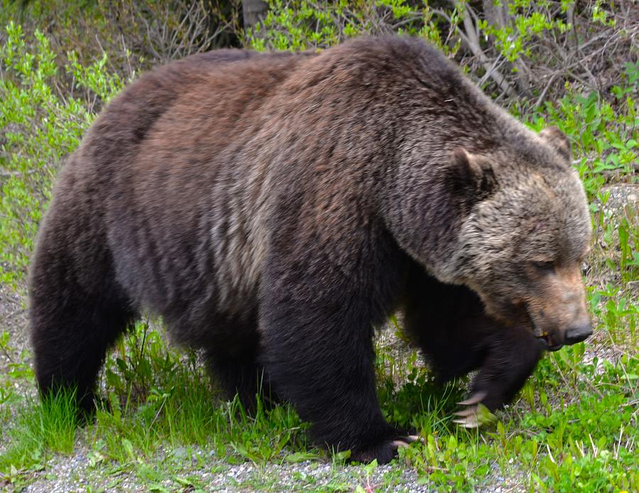 Grizzly Bears of the Rockies 5 Photograph by James Cousineau - Fine Art ...