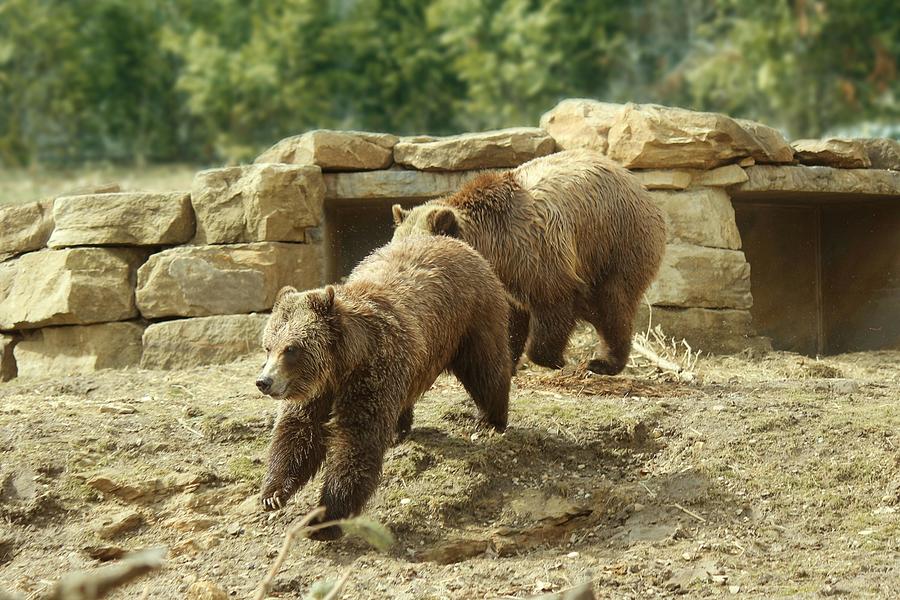 Bear Photograph - Grizzly Bears Playing 1 by Les Classics