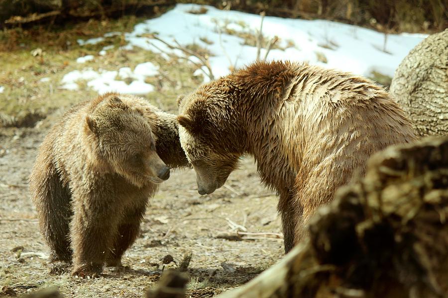 Bear Photograph - Grizzly Bears Playing 2 by Les Classics