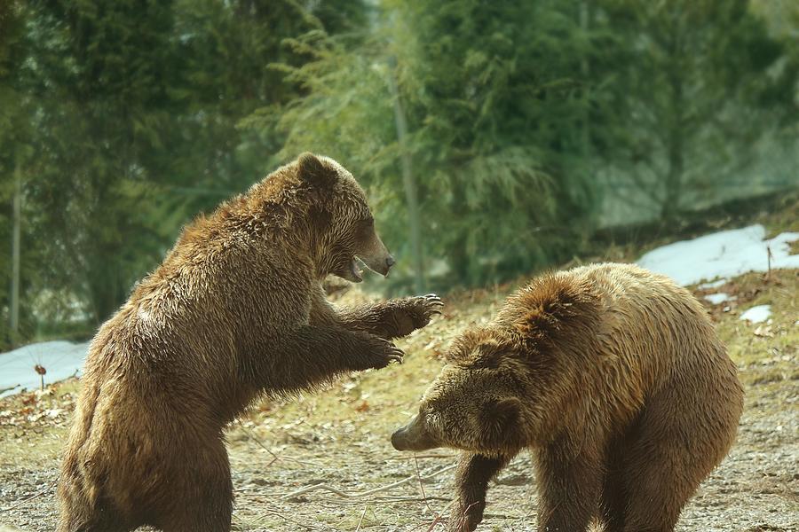 Bear Photograph - Grizzly Bears Playing 4 by Les Classics