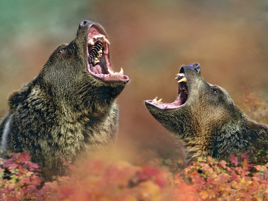 Wildlife Photograph - Grizzly bears by Tim Fitzharris