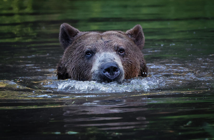 Grizzly Blowing Bubbles Photograph