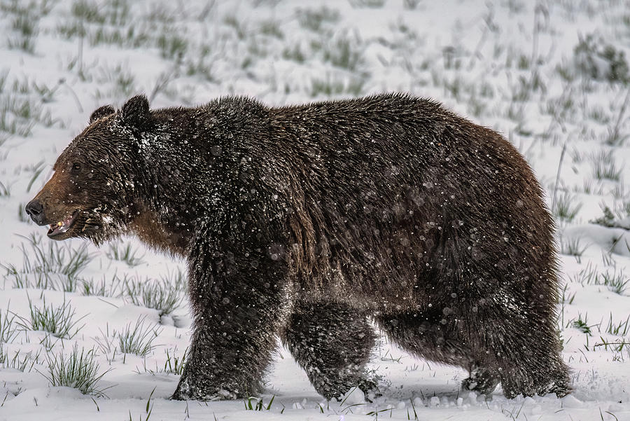 Grizzly Boar At The Pass Photograph by Yeates Photography