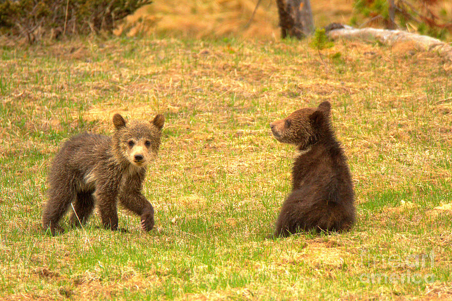 Grizzly Buddies Photograph by Adam Jewell