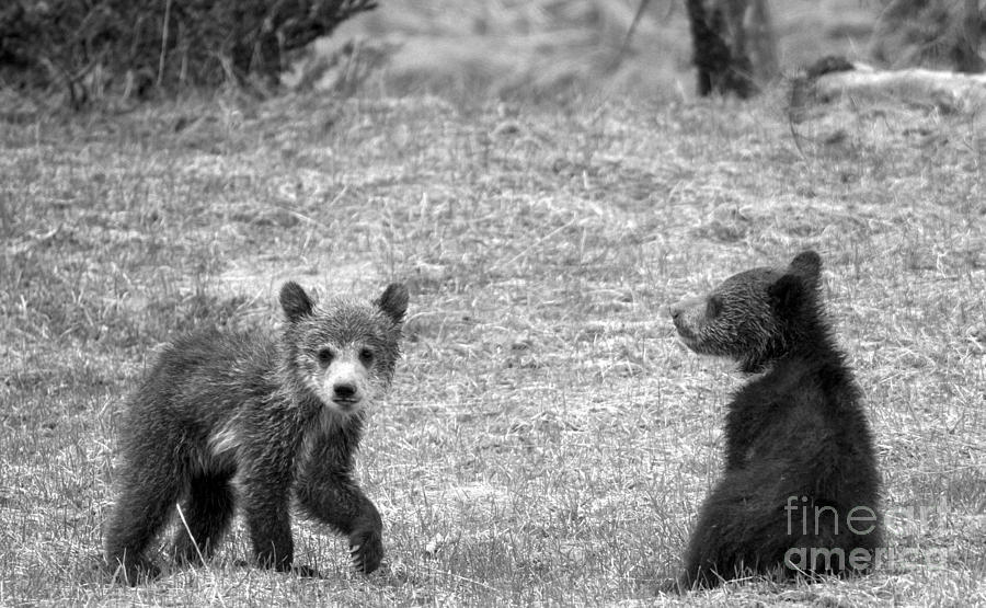 Grizzly Buddies Black And White Photograph by Adam Jewell