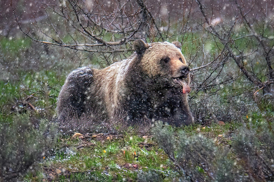 Wildlife Photograph - Grizzly Catching Snowflakes by Michael Ash