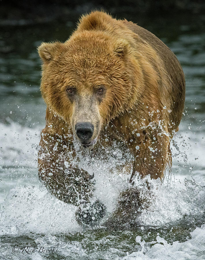 Grizzly Charge Photograph By Rich Brooks - Fine Art America