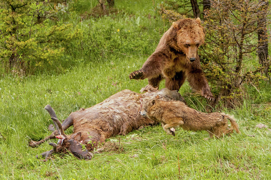 Grizzly Chasing Wolf Photograph