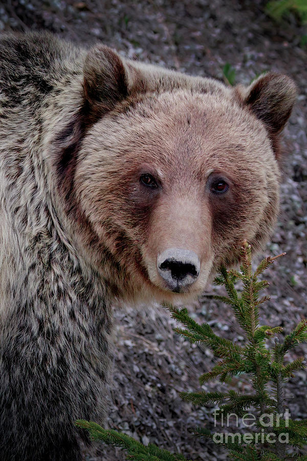 Grizzly Close-up Photograph by Thomas Nay