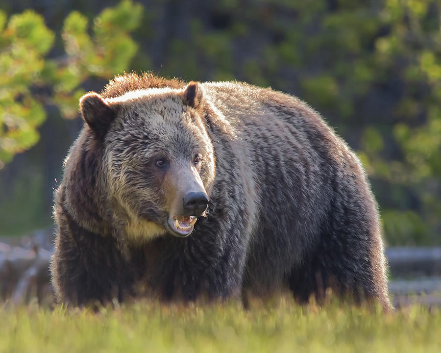 Grizzly Photograph by CR Courson