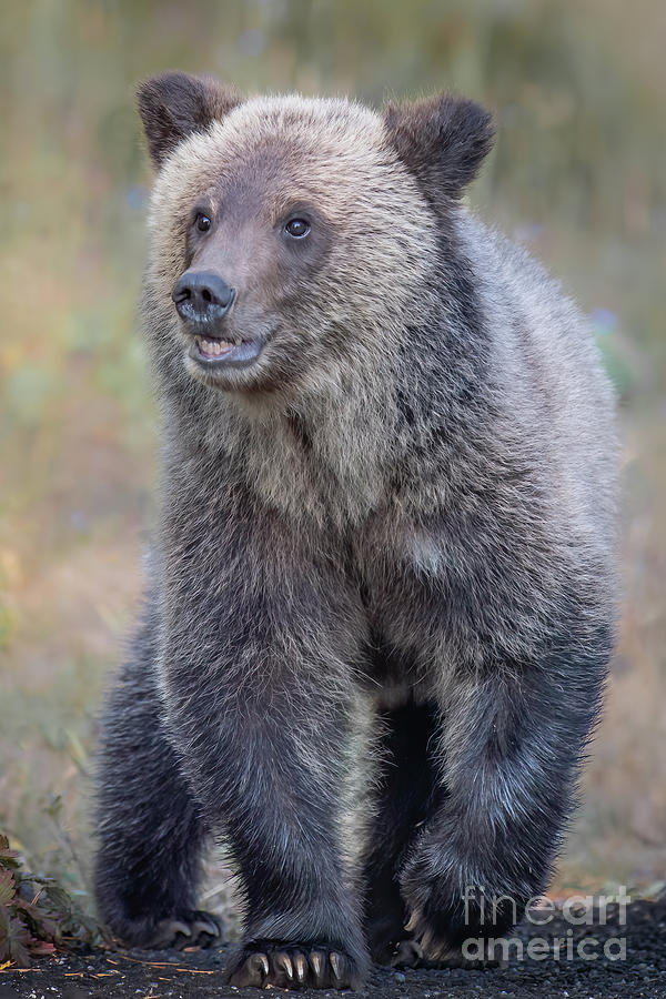 Grizzly Cub Photograph by Brad Schwarm