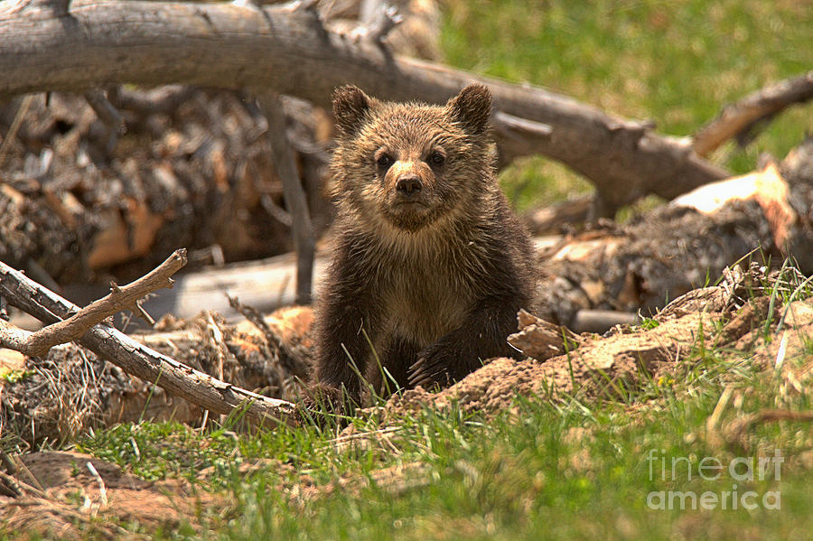 Grizzly Cub In The Logs Photograph by Adam Jewell
