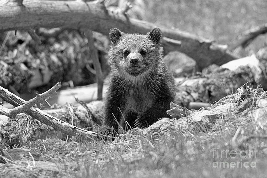 Grizzly Cub In The Logs Black And White Photograph by Adam Jewell