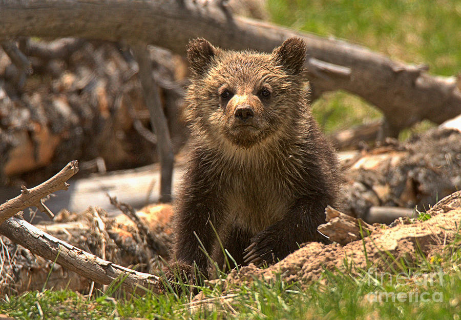 Grizzly Cub In The Logs Crop Photograph by Adam Jewell