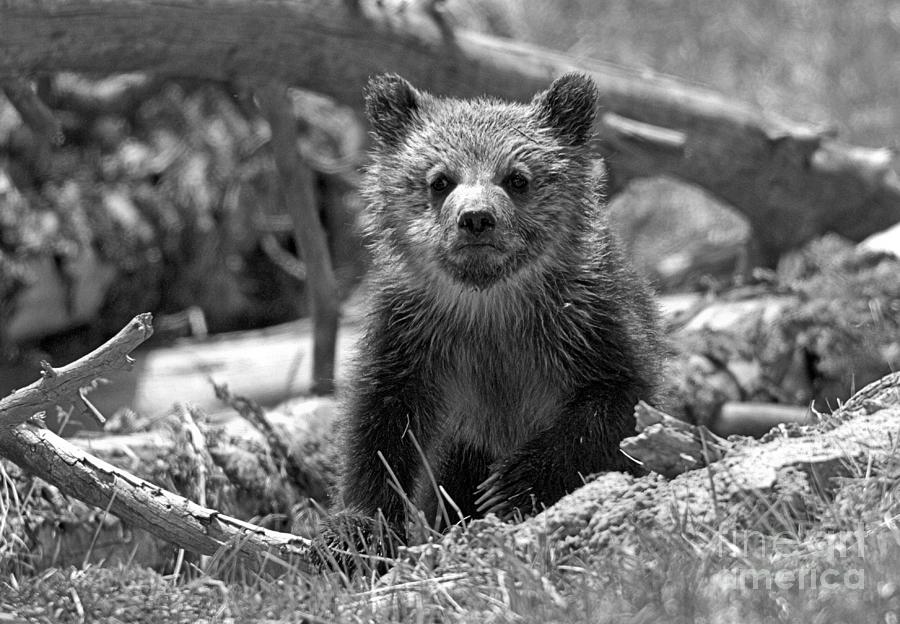 Grizzly Cub In The Logs Crop Black And White Photograph by Adam Jewell