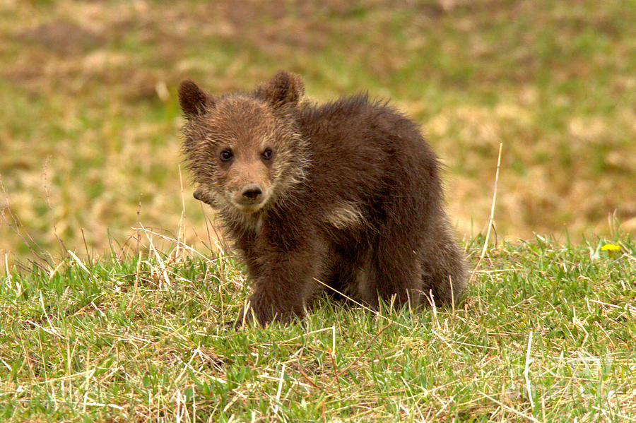 Grizzly Cub Of The Year Photograph by Adam Jewell