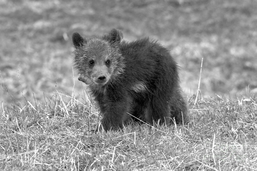 Grizzly Cub Of The Year Black And White Photograph by Adam Jewell