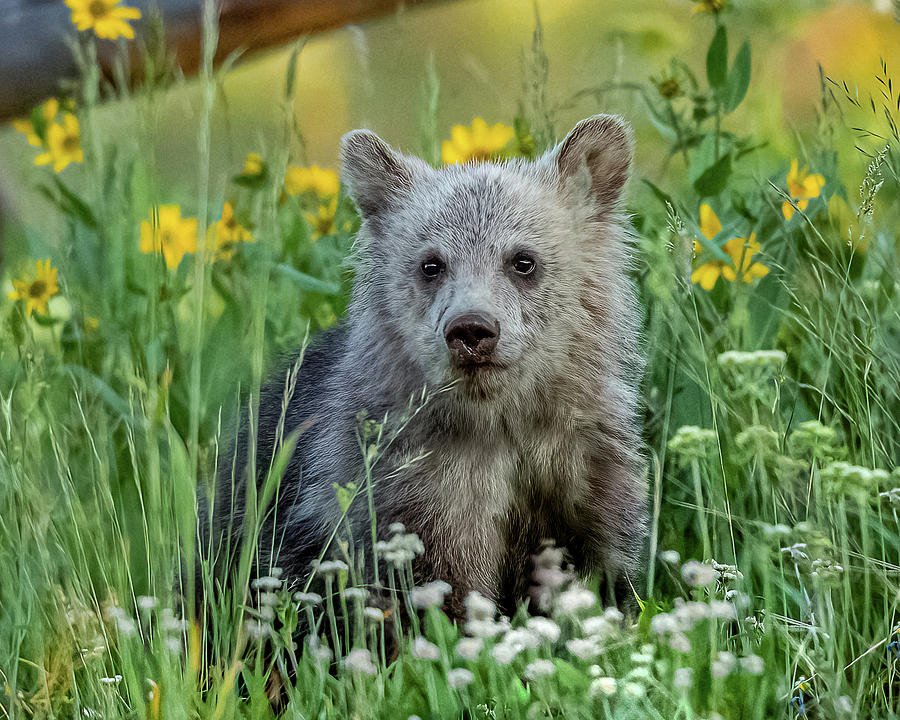Grizzly Cub Snow In The Flowers Photograph by Yeates Photography