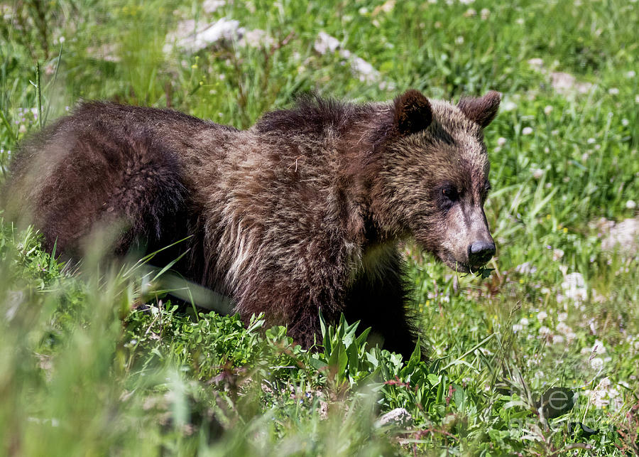 Grizzly Cub Photograph by Vincent Bonafede