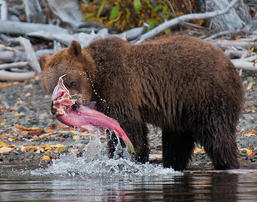 Grizzly Cub with Salmon Photograph by Bill Cubitt