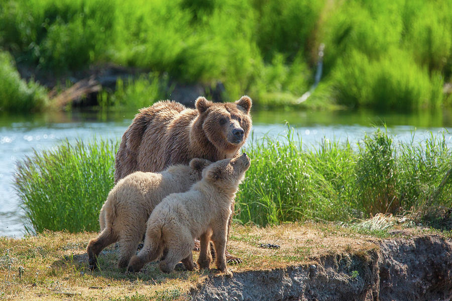 Grizzly cubs in love with their mother Photograph by Alex Mironyuk