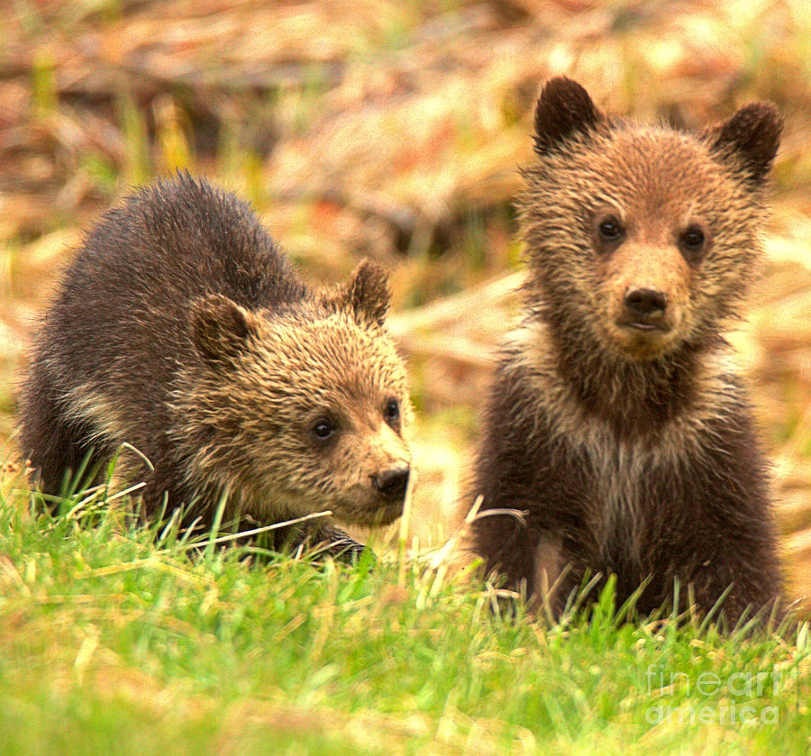 Grizzly Cubs In The Meadow Photograph by Adam Jewell