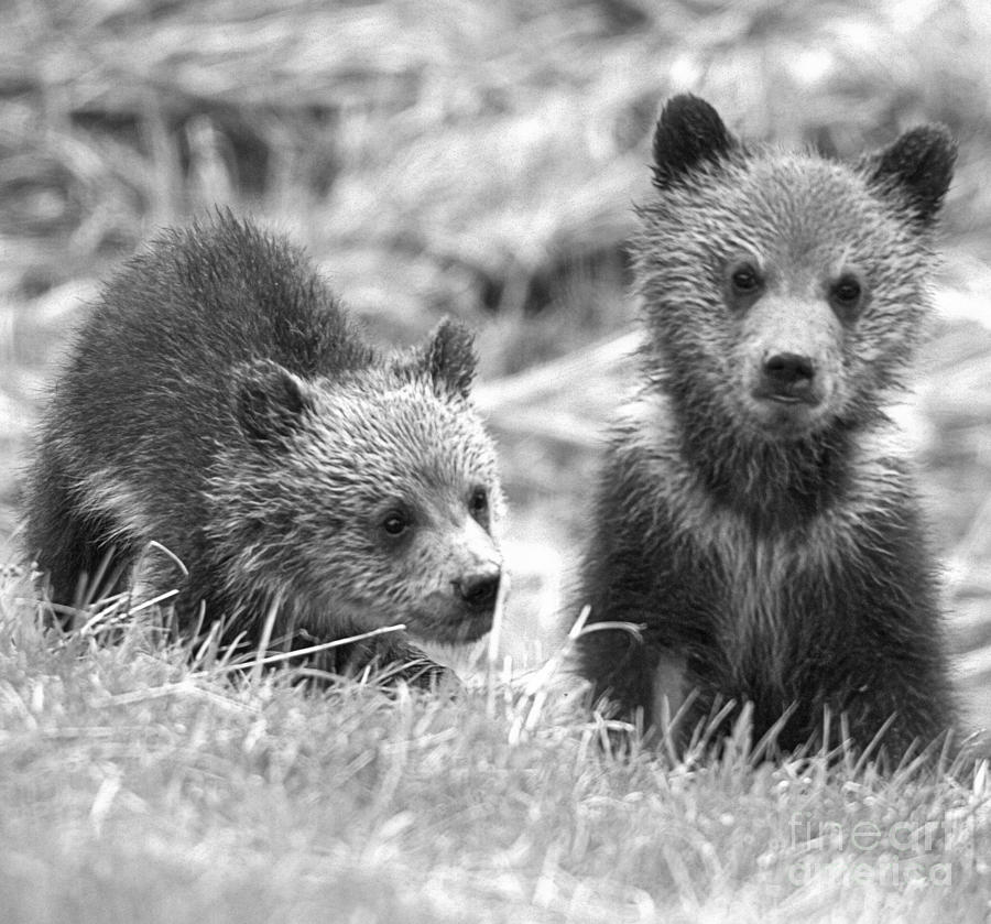 Grizzly Cubs In The Meadow Black And White Photograph by Adam Jewell