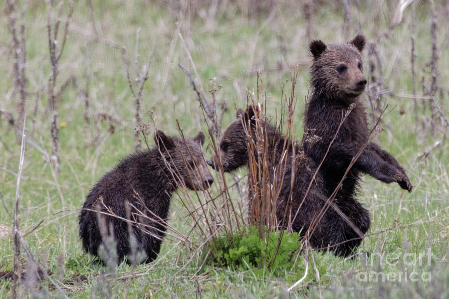 Grizzly Cubs Photograph by Natural Focal Point Photography
