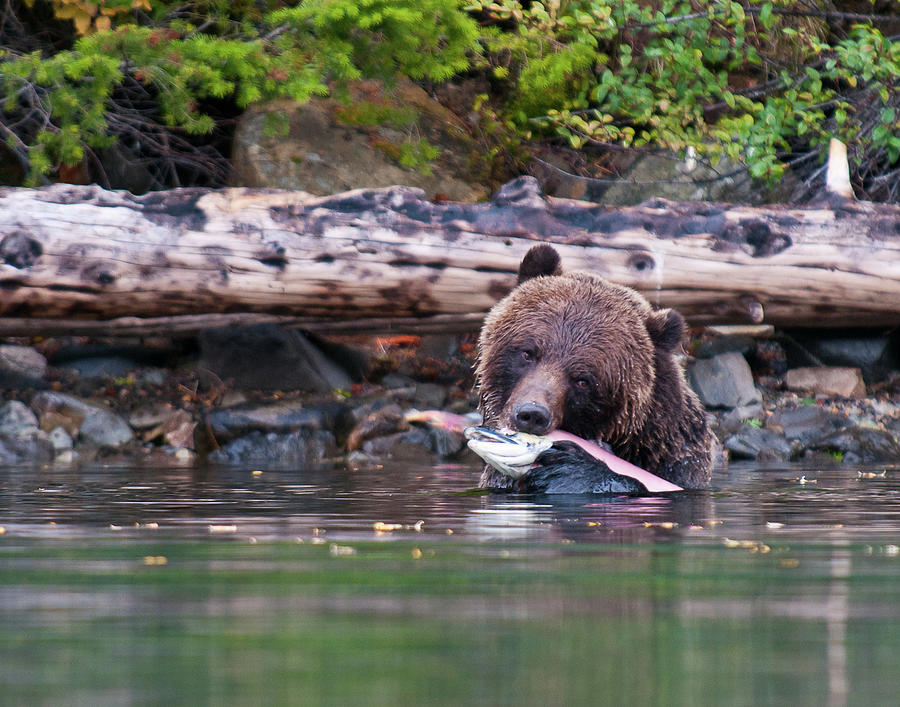 Grizzly eating a salmon Photograph by Bill Cubitt