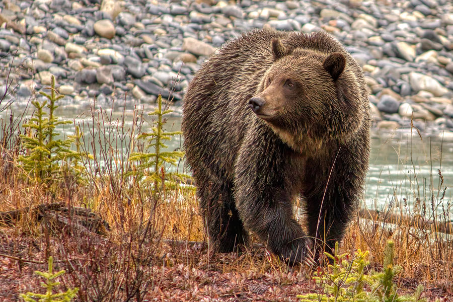 Grizzly Falls Photograph By James Anderson - Fine Art America