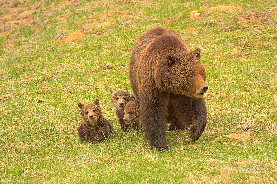 Grizzly Family Hike Photograph by Adam Jewell