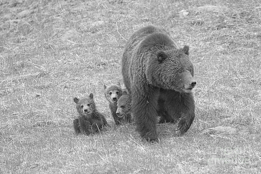 Grizzly Family Hike Black And Whte Photograph by Adam Jewell