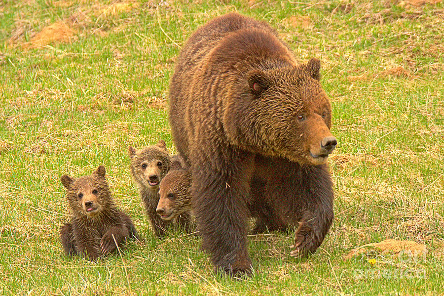 Grizzly Family Hike Closeup Photograph by Adam Jewell