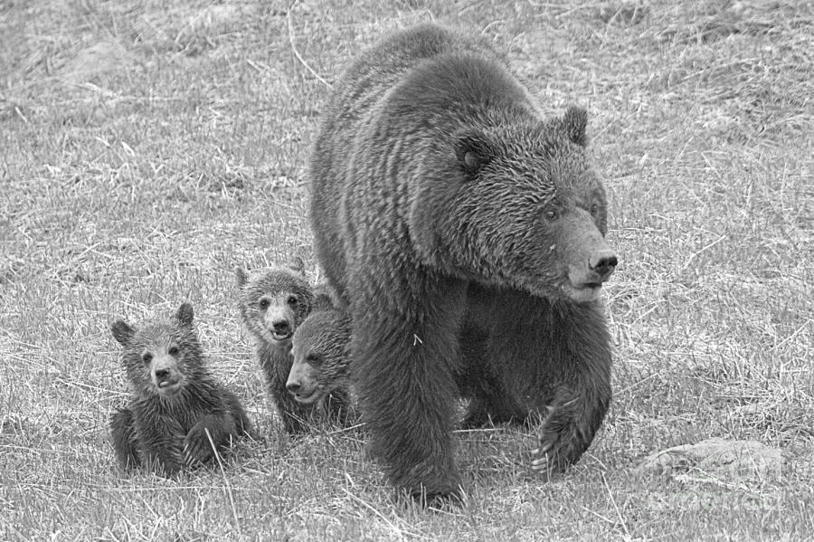 Grizzly Family Hike Closeup Black And White Photograph by Adam Jewell