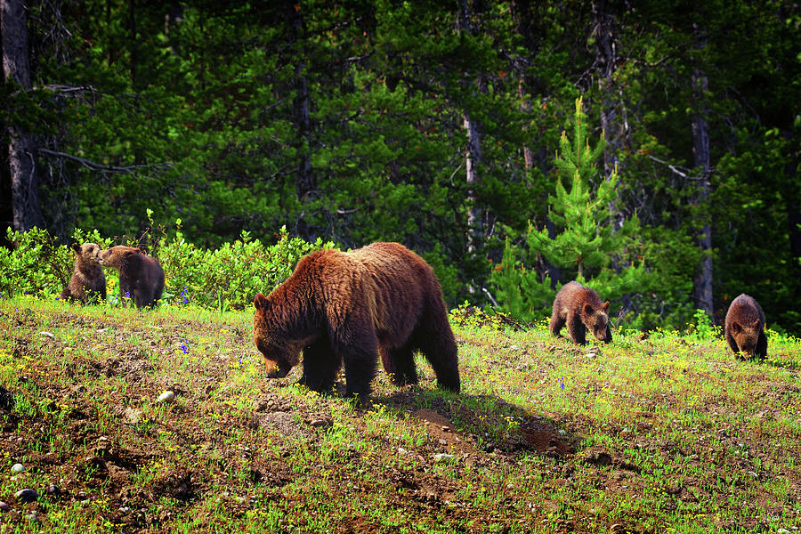 Grizzly Family Time Photograph by Greg Norrell
