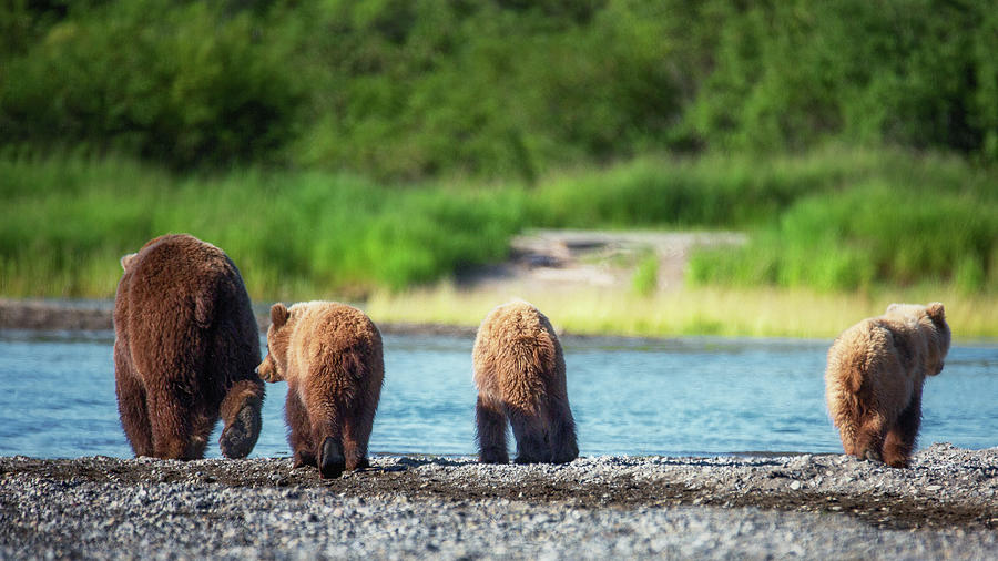 Grizzly Family Walk Photograph by Alex Mironyuk