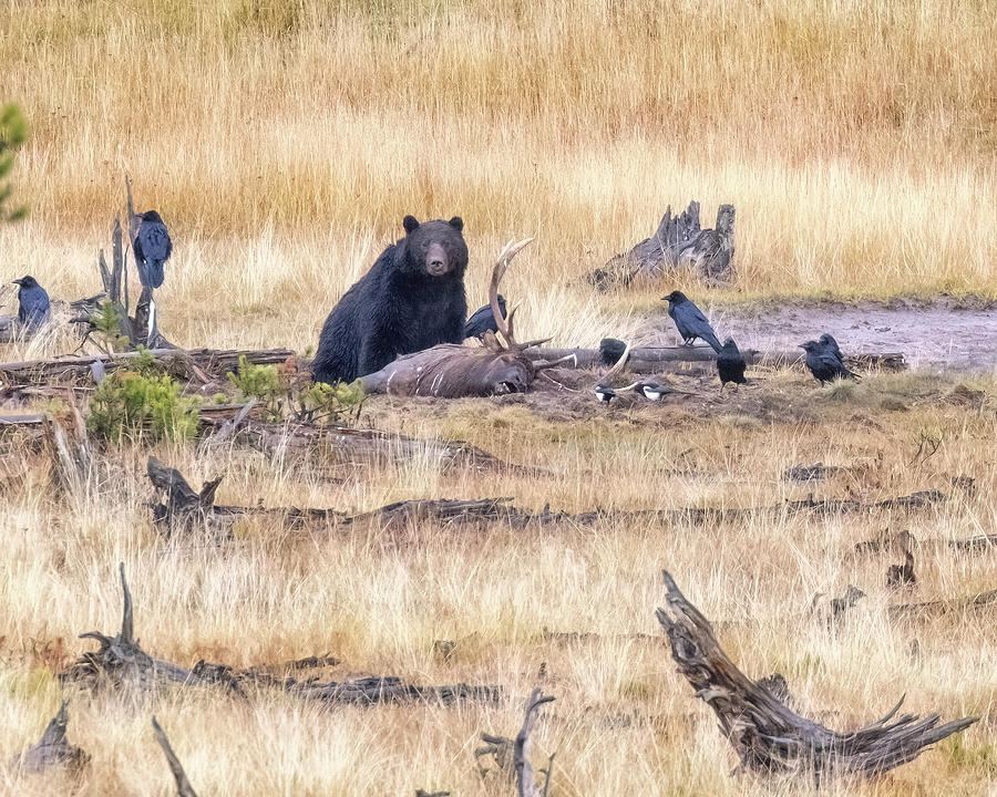 Grizzly Feeding on Elk Carcass Photograph by Belinda Greb