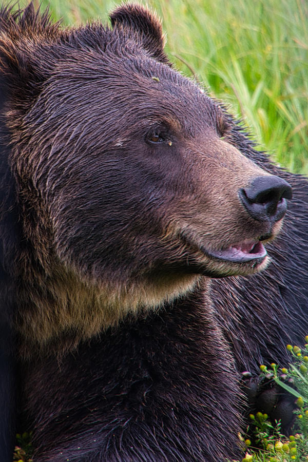 Grizzly Grin Photograph by Steph Gabler