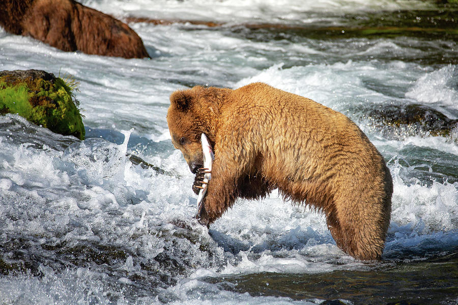 Grizzly hugs the fish Photograph by Alex Mironyuk