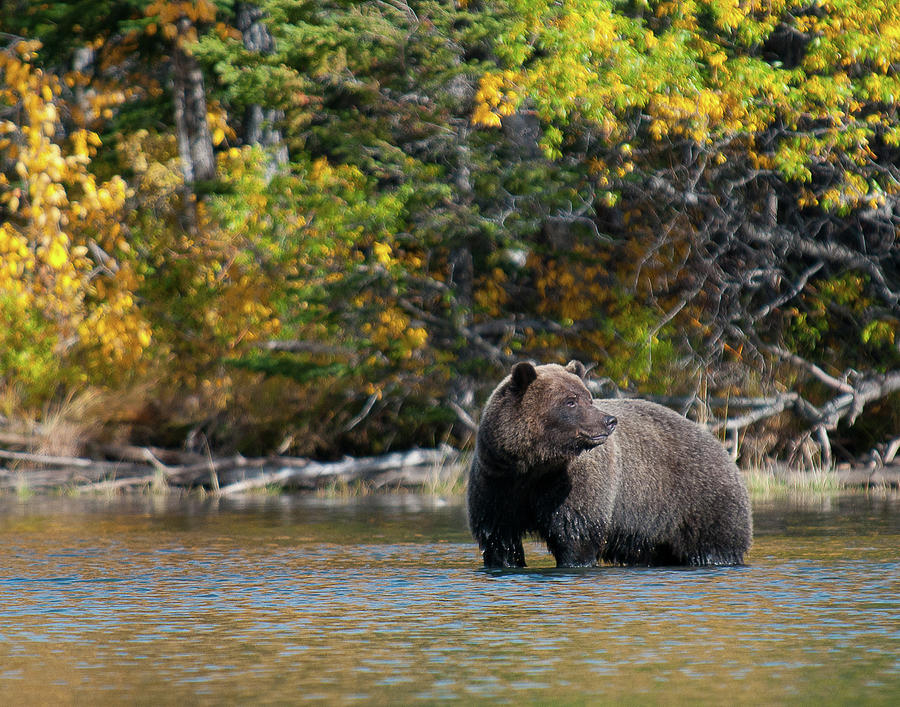 Grizzly in Autumn Photograph by Bill Cubitt