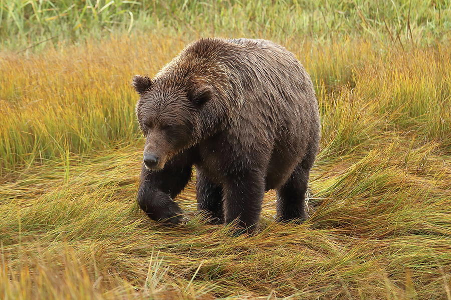 Grizzly in Grass Photograph by Coby Cooper