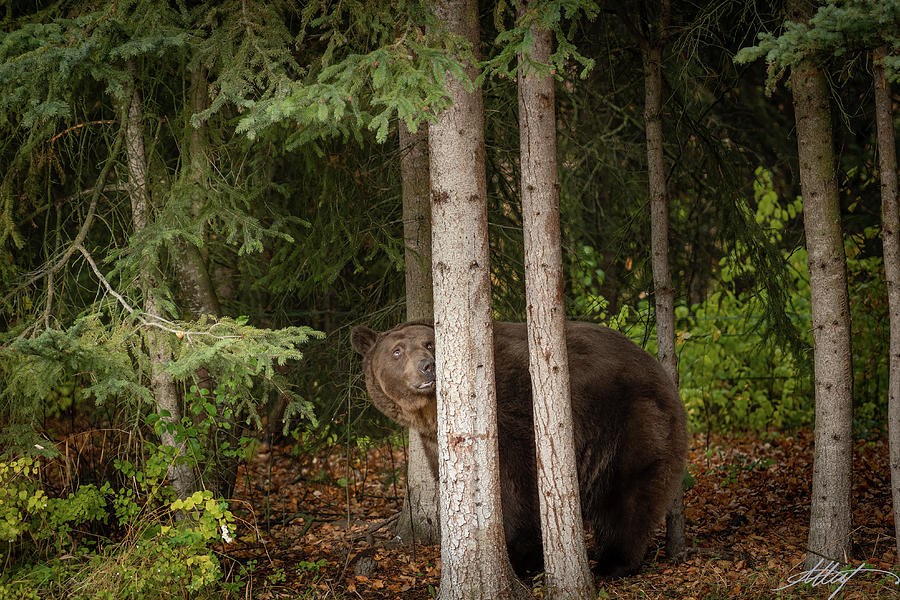 Grizzly in the Forest Photograph by Meg Leaf