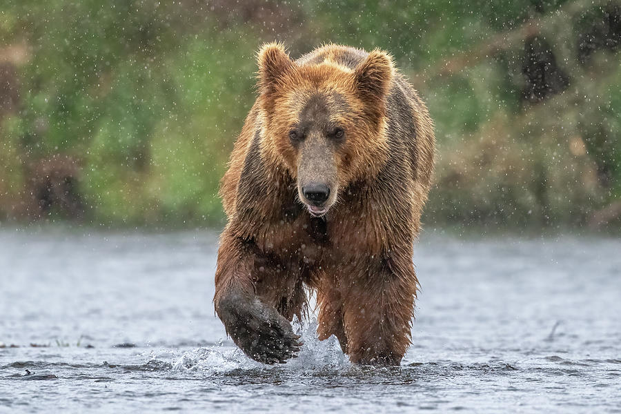 Grizzly in the Rain Photograph by Randy Robbins