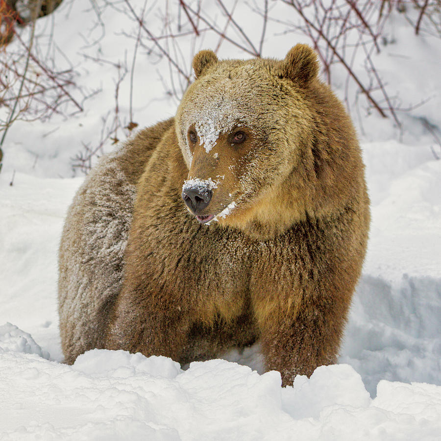 Grizzly is Snow Photograph by Jerry Fornarotto