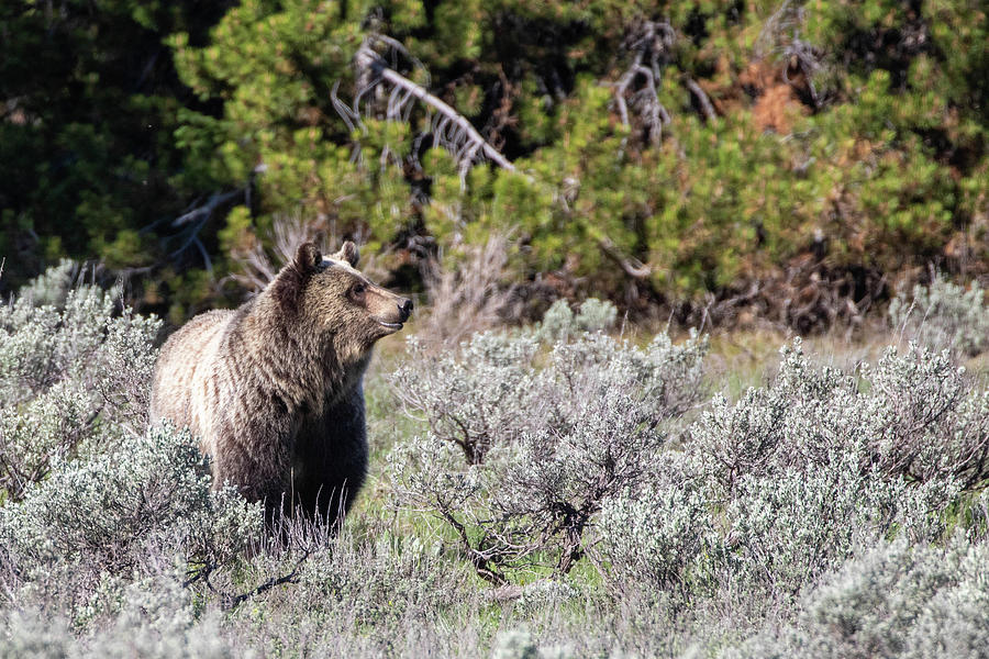 Grizzly Photograph by Julie Argyle