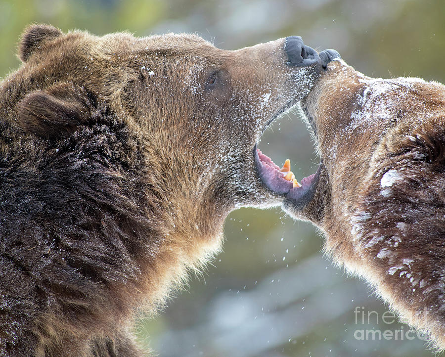 Grizzly Kiss Photograph by Deby Dixon