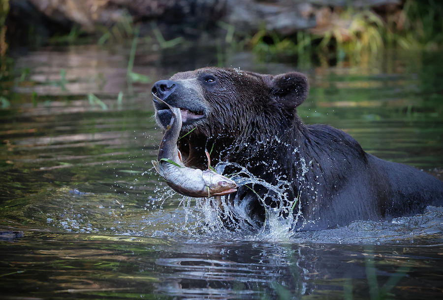 Grizzly Lunch Photograph