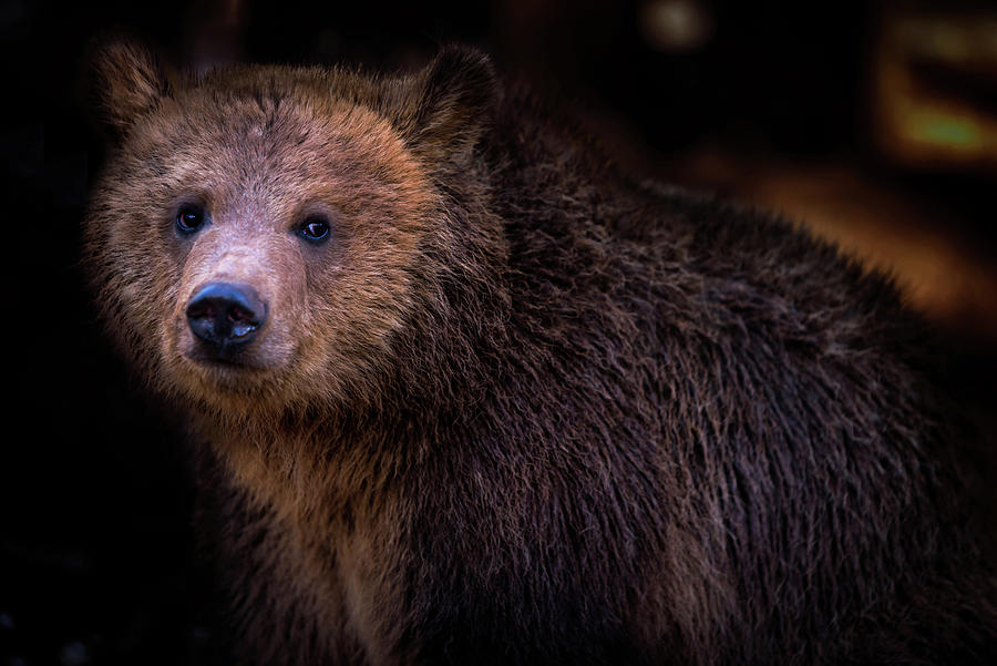 Grizzly Photograph by Matt Halvorson